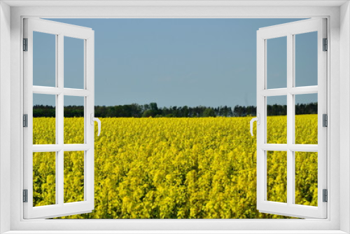 Fototapeta Naklejka Na Ścianę Okno 3D - Pole żółtego kwitnącego rzepaku, na horyzoncie las.
