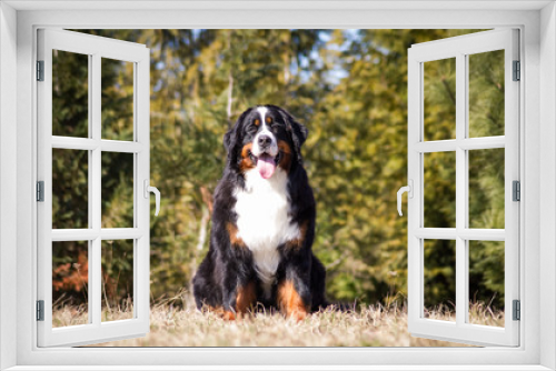 Fototapeta Naklejka Na Ścianę Okno 3D - Bernese mountain dog posing outside.