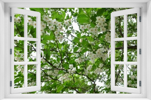 Fototapeta Naklejka Na Ścianę Okno 3D - エゴノキの花