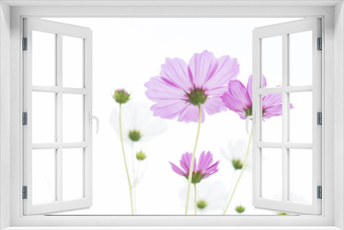 Fototapeta Naklejka Na Ścianę Okno 3D - Cosmos flowers bloom beautifully
