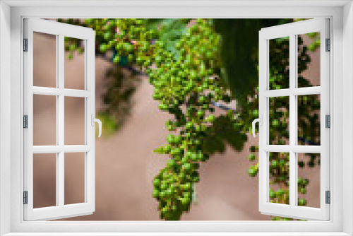 Fototapeta Naklejka Na Ścianę Okno 3D - Grape Cluster on Vine