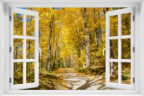 Fototapeta Naklejka Na Ścianę Okno 3D - Empty Narrow Road Through a Forest on a Sunny Autumn Day. Autumn Colours.