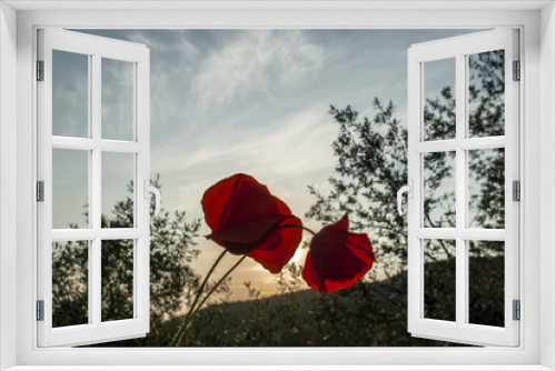 Fototapeta Naklejka Na Ścianę Okno 3D - primavera colli euganei