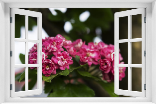 Fototapeta Naklejka Na Ścianę Okno 3D - Hawthorn flower