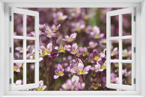Fototapeta Naklejka Na Ścianę Okno 3D - pink flowers backgrounds