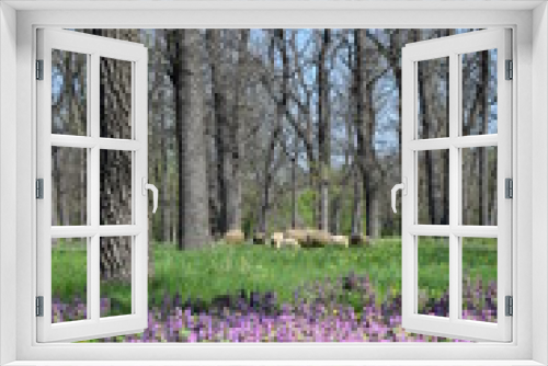 Fototapeta Naklejka Na Ścianę Okno 3D - Sheep graze in a pasture 