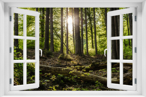 Fototapeta Naklejka Na Ścianę Okno 3D - Wald im Taunus mit Gegenlicht durch Sonne
