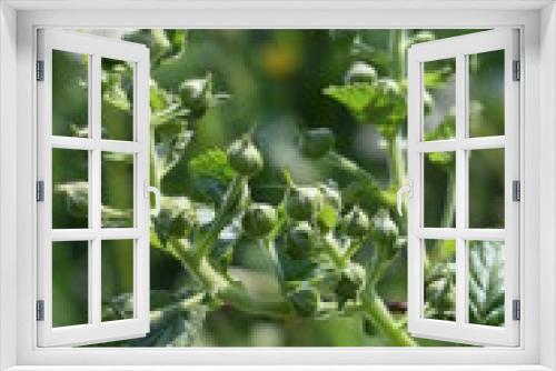 Fototapeta Naklejka Na Ścianę Okno 3D - Pąki jeżyny wiosną