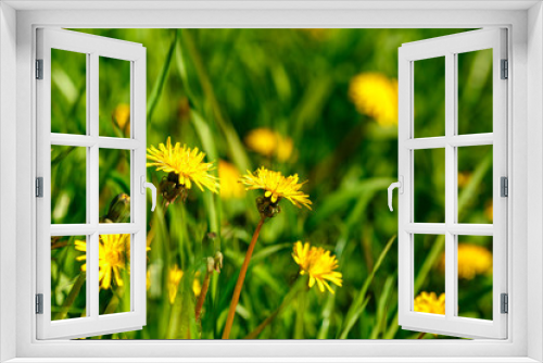 Fototapeta Naklejka Na Ścianę Okno 3D - yellow dandelion on green grass background, spring Sunny day