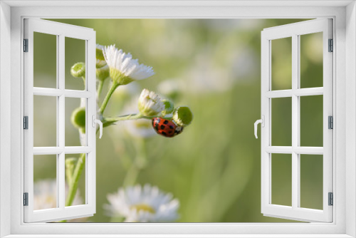 Fototapeta Naklejka Na Ścianę Okno 3D - Upside Down Ladybug on Small White Wildflowers