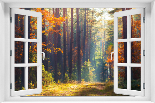 Fototapeta Naklejka Na Ścianę Okno 3D - Autumn forest scene