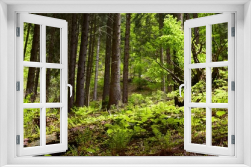 Fototapeta Naklejka Na Ścianę Okno 3D - bosco prealpino