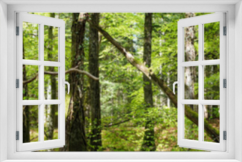 Fototapeta Naklejka Na Ścianę Okno 3D - prise de vue panoramique à 360 degrés en forêt
