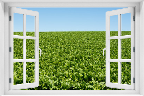 Fototapeta Naklejka Na Ścianę Okno 3D - 緑の野菜畑と青空