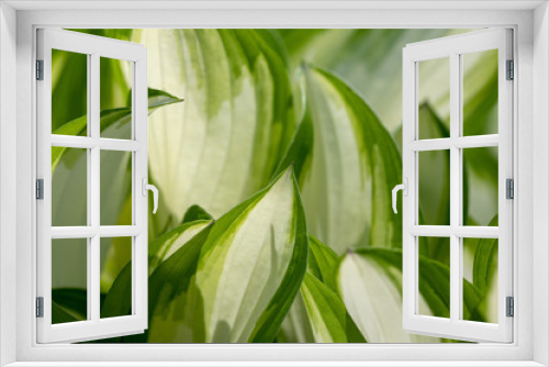 Fototapeta Naklejka Na Ścianę Okno 3D - Green and white hosta leaves