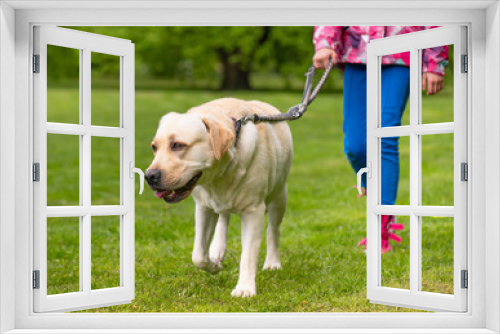 Fototapeta Naklejka Na Ścianę Okno 3D - Little girl with labrador retriever on walk in park. Child is running on green grass with dog - outdoor in nature. Pet, domestic animal and people concept.