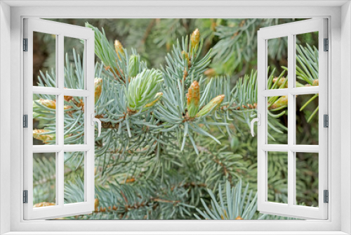 Fototapeta Naklejka Na Ścianę Okno 3D - Branch of fir-tree