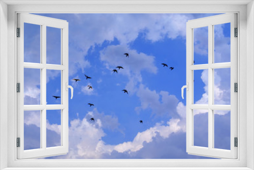 Fototapeta Naklejka Na Ścianę Okno 3D - flying birds and blue sky background
