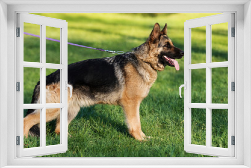 Fototapeta Naklejka Na Ścianę Okno 3D - German Shepherd Dog in the Park