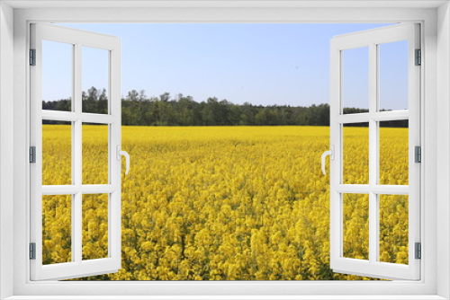Fototapeta Naklejka Na Ścianę Okno 3D - Alles so schön Gelb