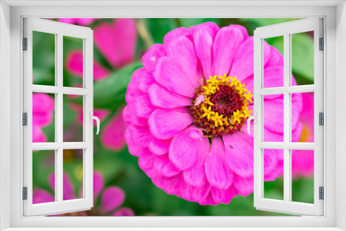 Fototapeta Naklejka Na Ścianę Okno 3D - top view lilac Zinnia Elegans Jacq close up