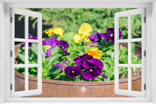 Fototapeta Naklejka Na Ścianę Okno 3D - yellow and violet pansies in metal barrel as a flower pot - outdoors garden decoration