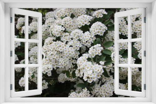 Fototapeta Naklejka Na Ścianę Okno 3D - Blooming spirea in the garden (Spiraea vanhouttei)