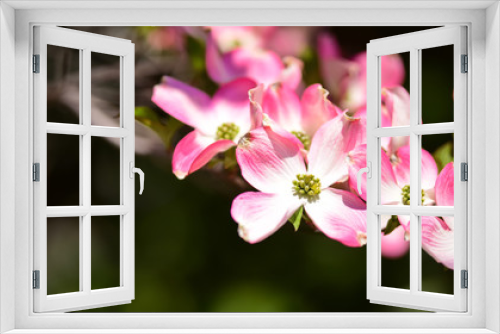 Fototapeta Naklejka Na Ścianę Okno 3D - Blossom