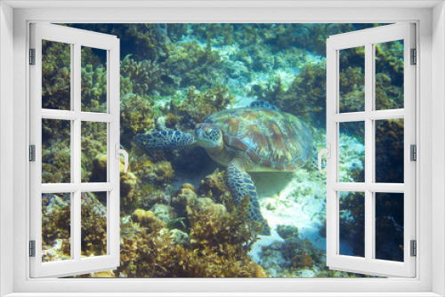 Fototapeta Naklejka Na Ścianę Okno 3D - Sea turtle on seabottom with corals. Green sea turtle closeup. Wildlife of tropical coral reef. Tortoise undersea.
