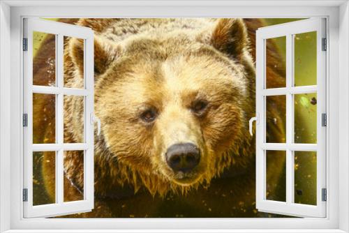 Fototapeta Naklejka Na Ścianę Okno 3D - the gaze of the bear