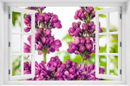 Fototapeta Naklejka Na Ścianę Okno 3D - Lilac. Lilacs, syringa or syringe. Colorful purple lilacs blossoms with green leaves. Floral pattern. Lilac background texture. Lilac wallpaper.