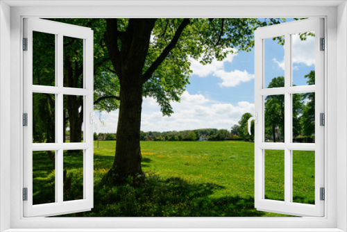 Fototapeta Naklejka Na Ścianę Okno 3D - Tree alley and meadow in summer.