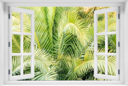 Fototapeta Naklejka Na Ścianę Okno 3D - Italy, SE Italy, Ostuni. Palm tree fronds.