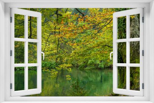 Fototapeta Naklejka Na Ścianę Okno 3D - Buche im Naturpark Plitvicer Seen