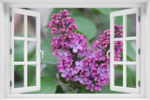 Fototapeta Naklejka Na Ścianę Okno 3D - lilacs in bloom