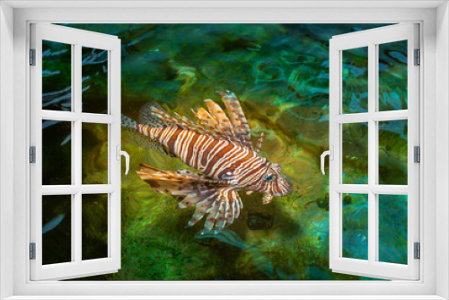 Fototapeta Naklejka Na Ścianę Okno 3D - Lion fish swimming in the pool of aquatic species. Lion fish has a deadly poison.