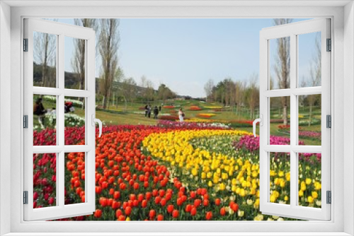 Fototapeta Naklejka Na Ścianę Okno 3D - the tulip garden