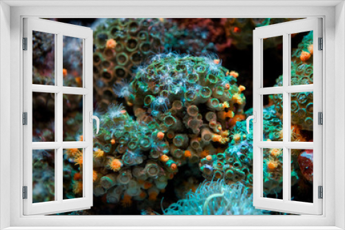 Fototapeta Naklejka Na Ścianę Okno 3D - Parazoanthidae - Parazoanthus axinellae - Margherita di mare