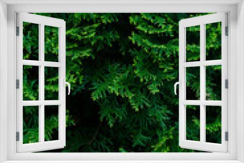 Fototapeta Naklejka Na Ścianę Okno 3D - Cypress tree green texture. Organic ecological concept
