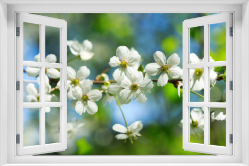 Fototapeta Naklejka Na Ścianę Okno 3D - Close up of branch of cherry blossom