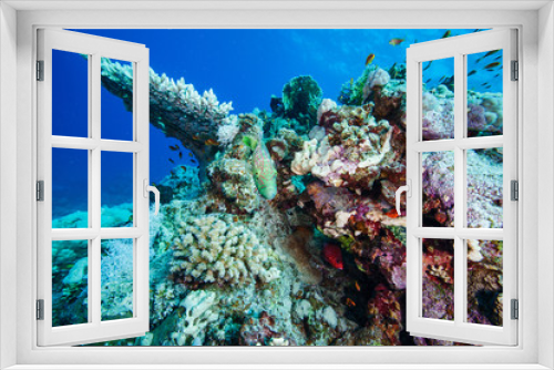 Fototapeta Naklejka Na Ścianę Okno 3D - Red sea underwater world coral reef in Egypt.