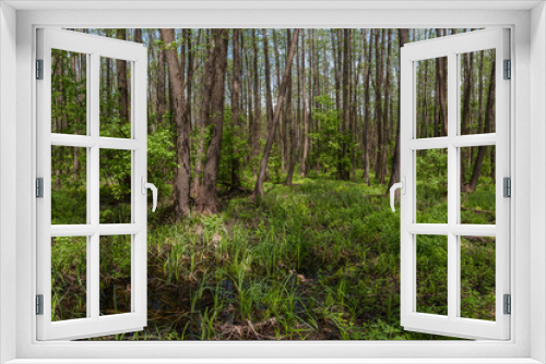 Fototapeta Naklejka Na Ścianę Okno 3D - Landscape with alder forest