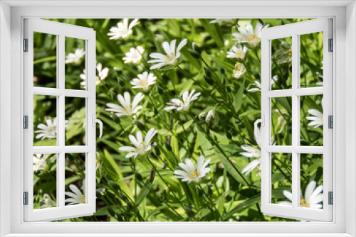 Fototapeta Naklejka Na Ścianę Okno 3D - Forest white flowers background