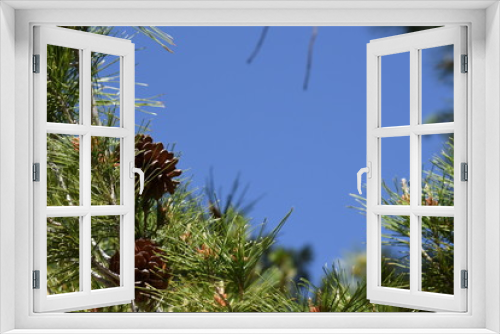 Fototapeta Naklejka Na Ścianę Okno 3D - Pine cone against a blue sky with room for text