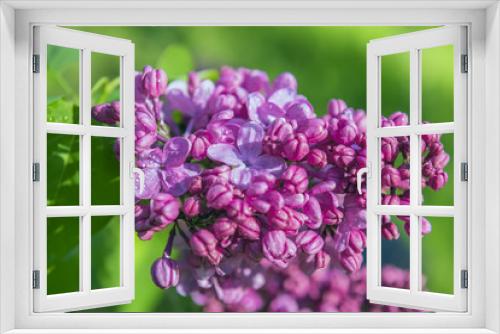 Fototapeta Naklejka Na Ścianę Okno 3D - Branches of a lushly blossoming lilac lilac on a sunny day in the garden. Selective soft focus.
