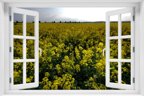 Fototapeta Naklejka Na Ścianę Okno 3D - Rapsfeld im Mai / Impressionen