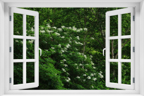 Fototapeta Naklejka Na Ścianę Okno 3D - ノリウツギ咲く夏の高原