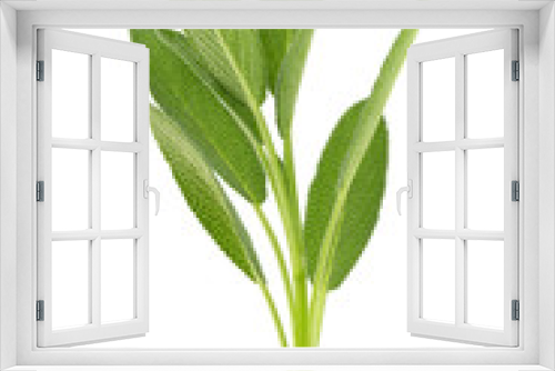 Fototapeta Naklejka Na Ścianę Okno 3D - Sage plant isolated on a white background
