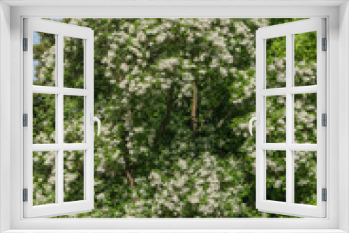 Fototapeta Naklejka Na Ścianę Okno 3D - Blühender Trompetenbaum