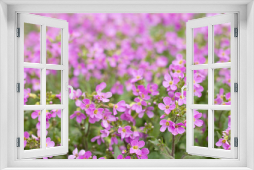Fototapeta Naklejka Na Ścianę Okno 3D - A meadow with hundreds of tiny purple pink flowers, beautiful flower bed in the garden, front yard or backyard, park, close-up blooming plants outdoors on a spring or summer day